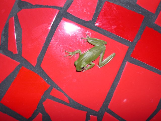 grenouille